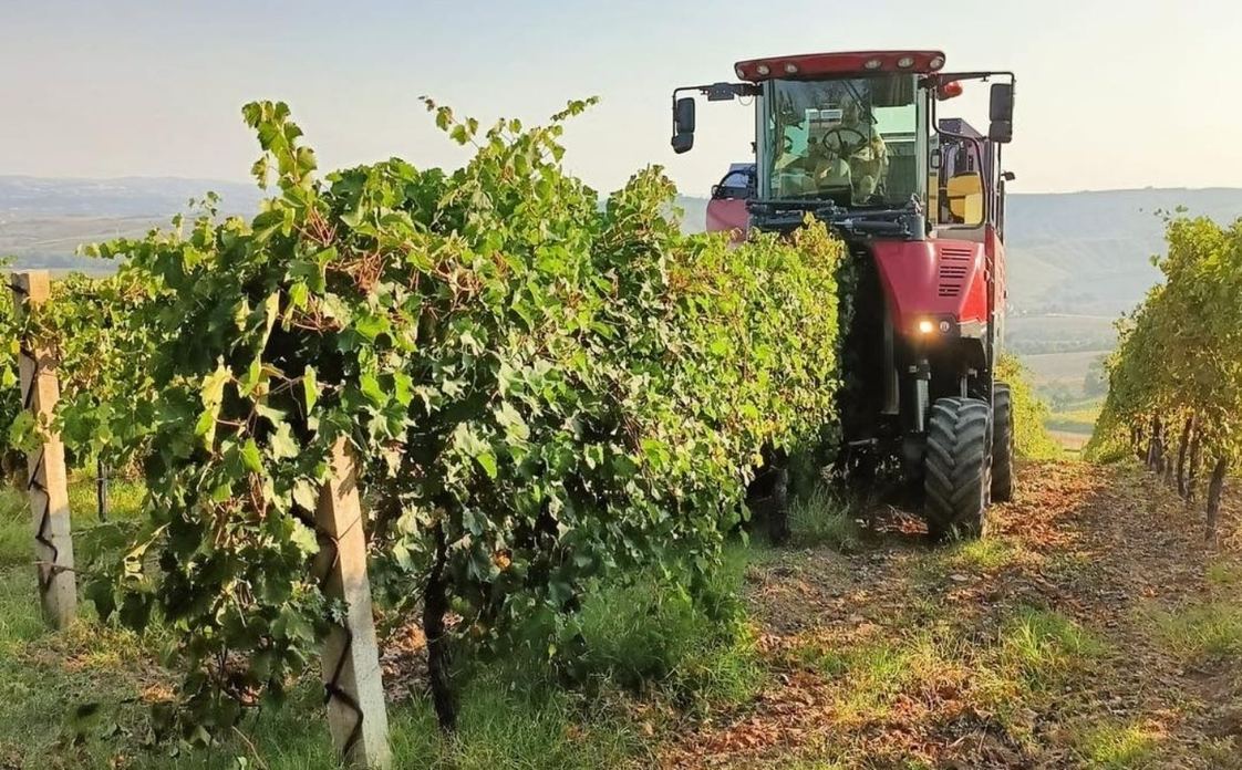 SOC AGR.TRE CASTELLI - LE VIGNE DI LEO