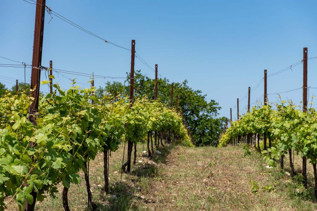Paesaggio della tenuta