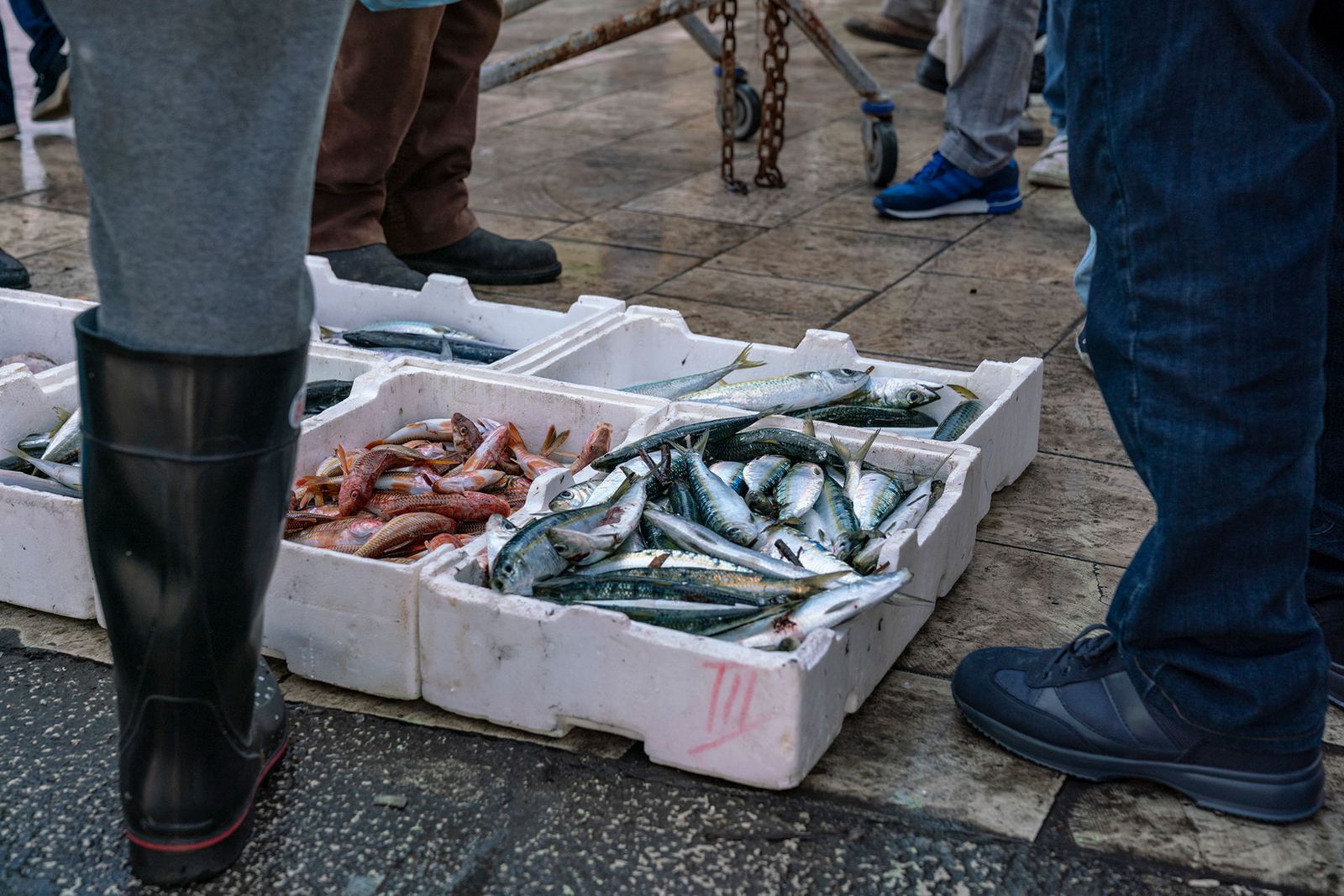 Pesce fresco del pescato locale da Mollica Osteria