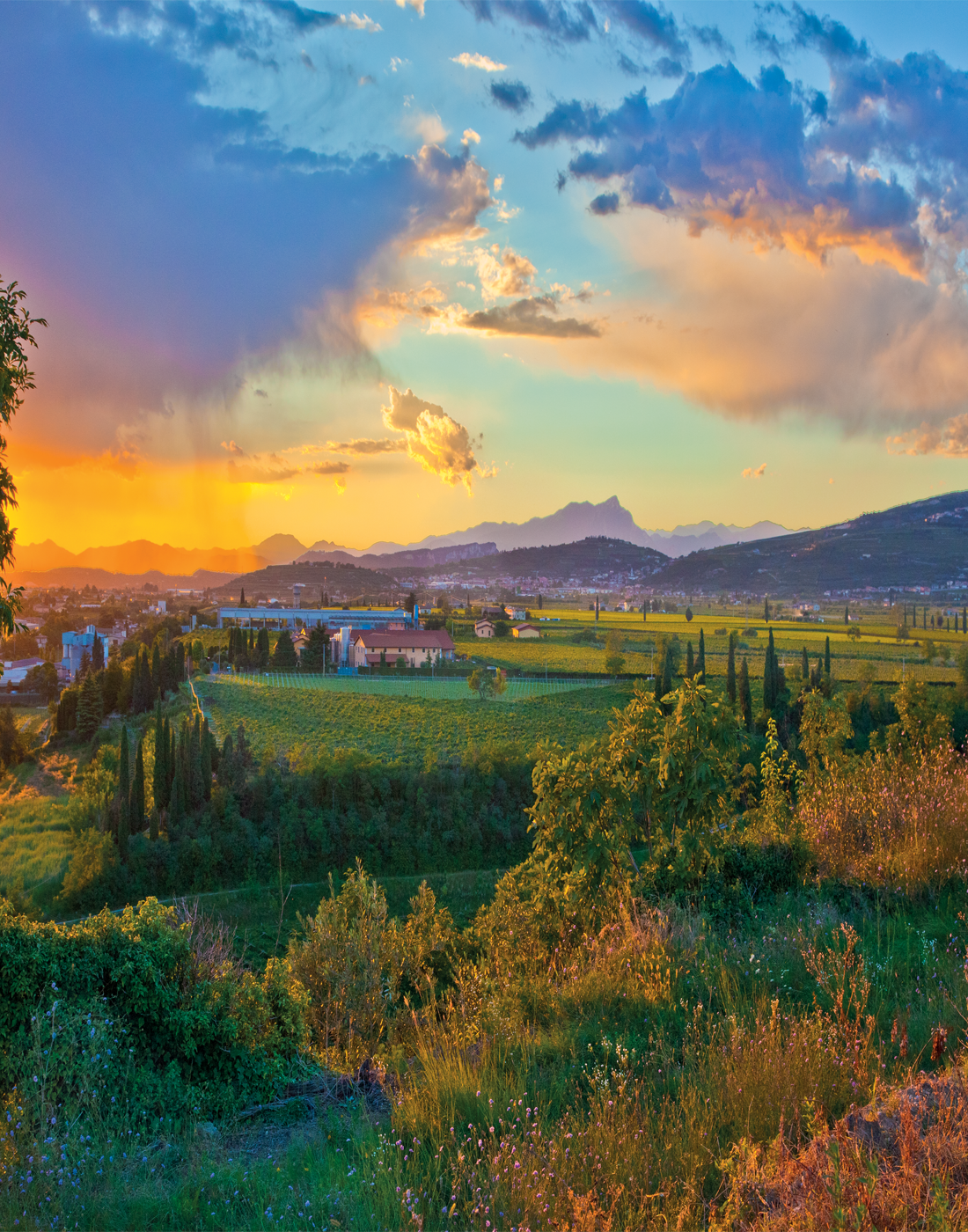 I vigneti della Società Agricola Rino Sartori in Valpolicella Classica