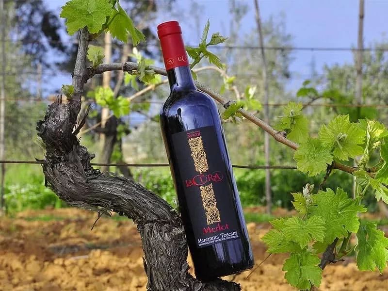 Struttura de La Cura Azienda Vitivinicola in Maremma