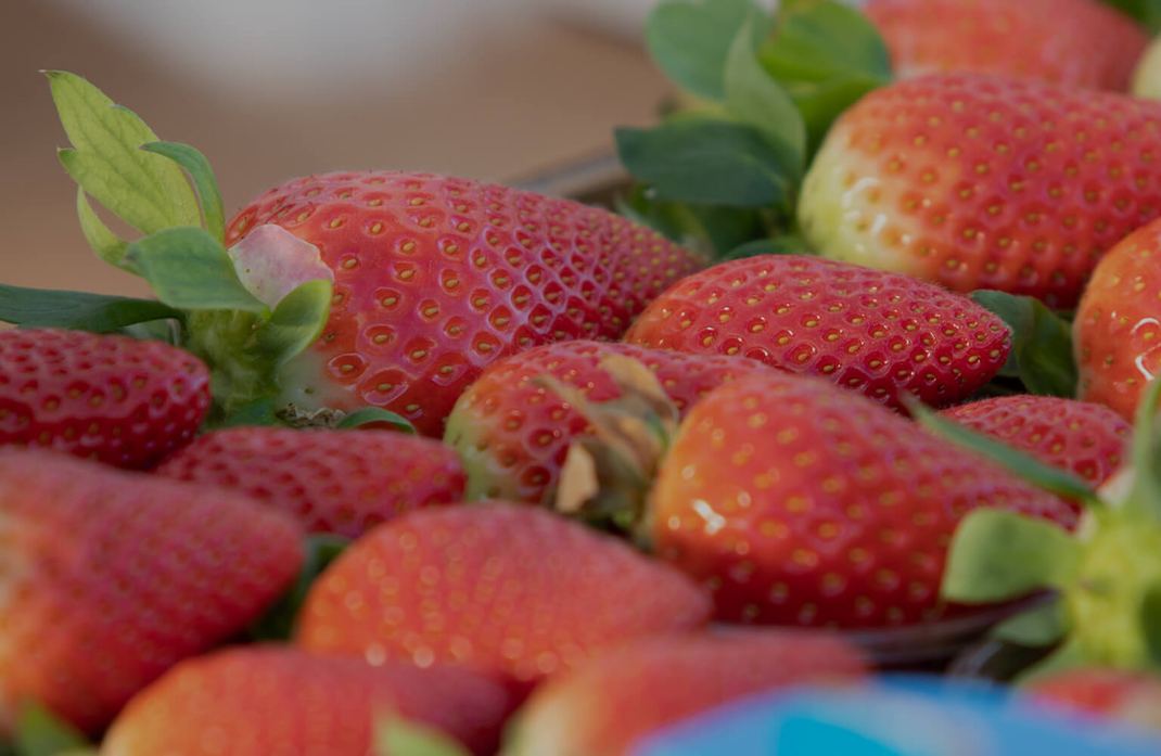 Fragola Candonga, varietà di punta dell'azienda