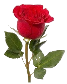 Red Rose Pizzeria Rosticceria a Civitavecchia