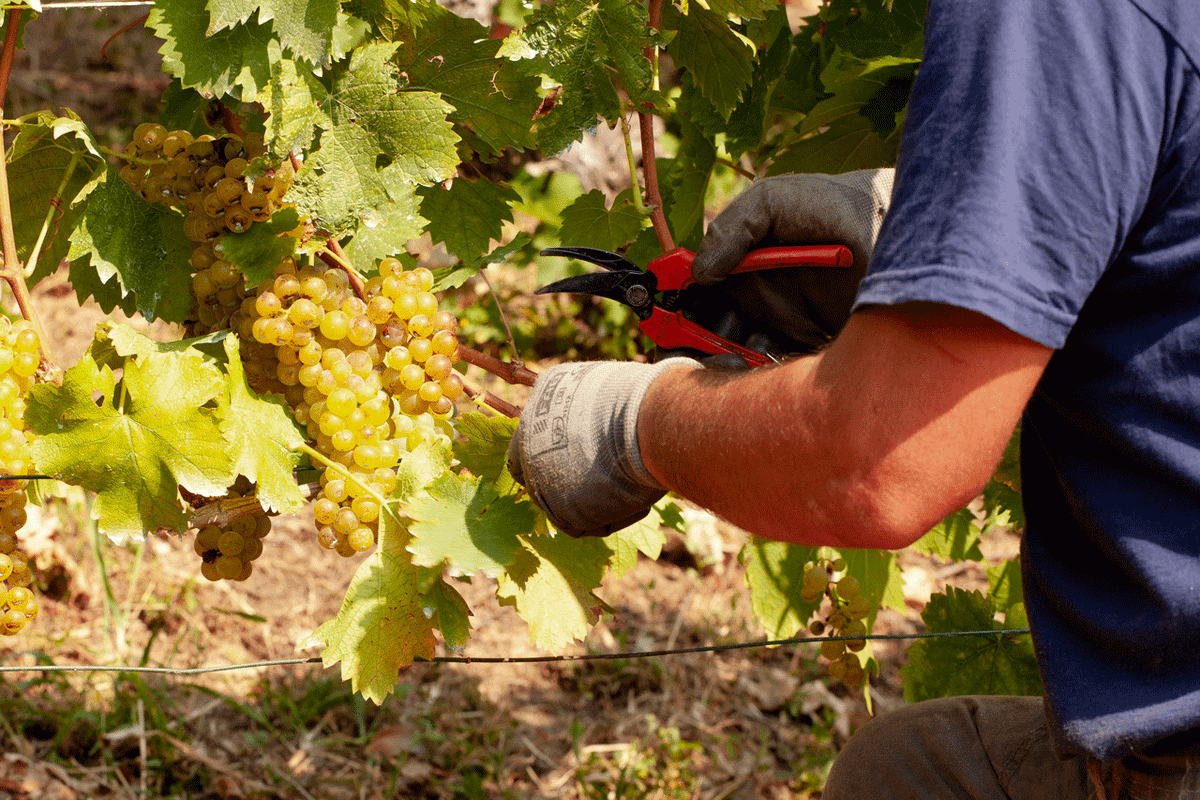 Vendemmia manuale nei vigneti dell'Azienda Agricola Gatti Piero