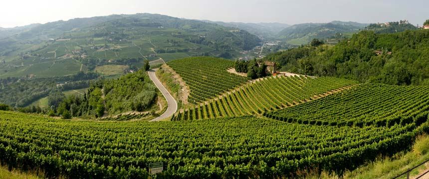 Vigneti dell'Azienda Agricola Gatti Piero sulle colline di Santo Stefano Belbo