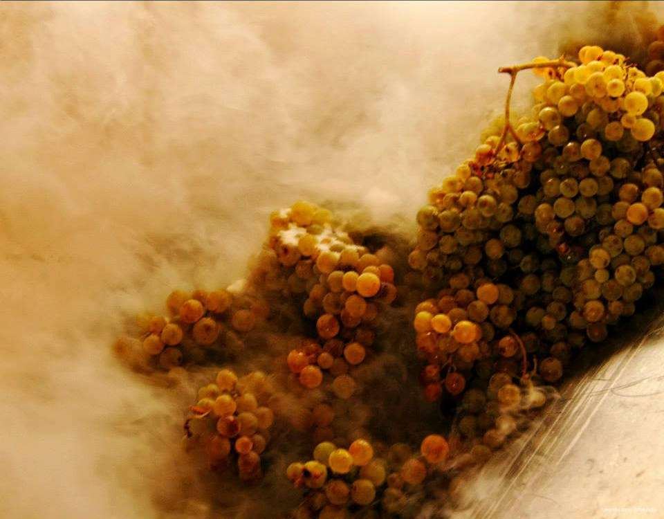 Carignano vineyards of Cantine Sardus Pater in Sant'Antioco