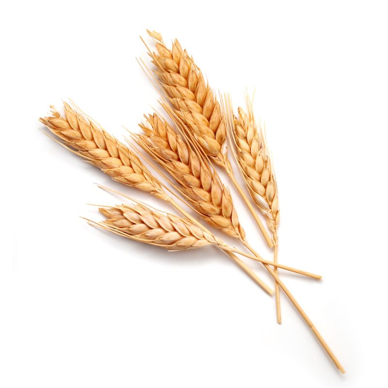 Spiga di grano nei campi dell'Azienda Agricola San Francesco