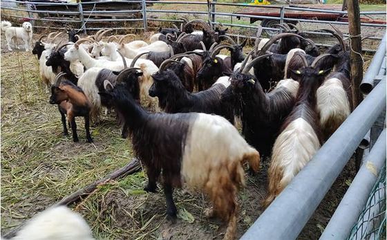 Azienda Agricola ''La Ghiviola'' Di Ragozzi Agnese