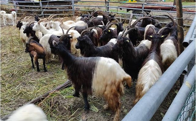 Azienda Agricola ''La Ghiviola'' Di Ragozzi Agnese