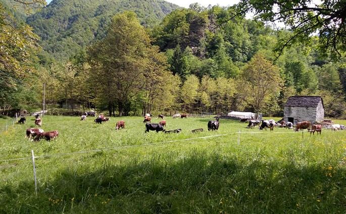 Azienda Agricola ''La Ghiviola'' Di Ragozzi Agnese