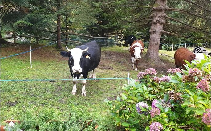 Azienda Agricola ''La Ghiviola'' Di Ragozzi Agnese