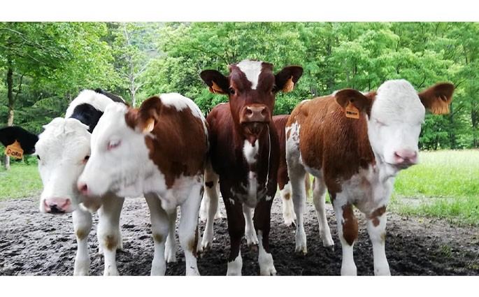 Azienda Agricola ''La Ghiviola'' Di Ragozzi Agnese
