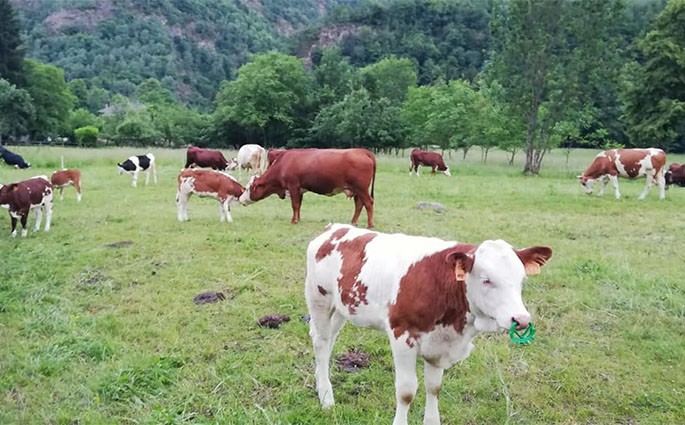 Azienda Agricola ''La Ghiviola'' Di Ragozzi Agnese