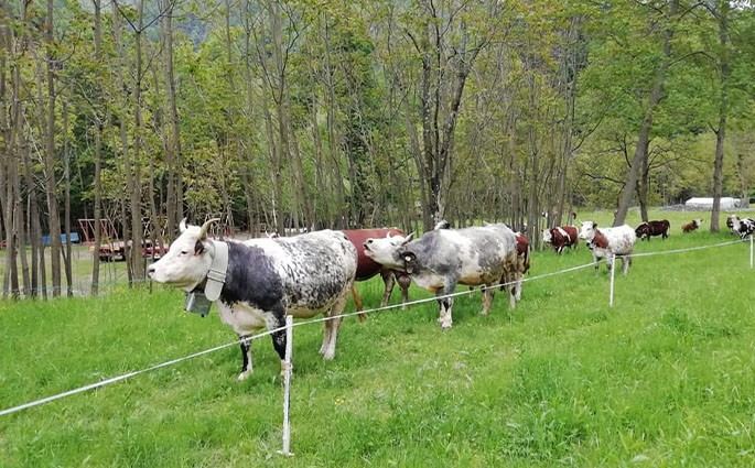 Azienda Agricola ''La Ghiviola'' Di Ragozzi Agnese