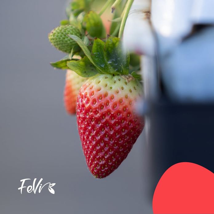 Fevi