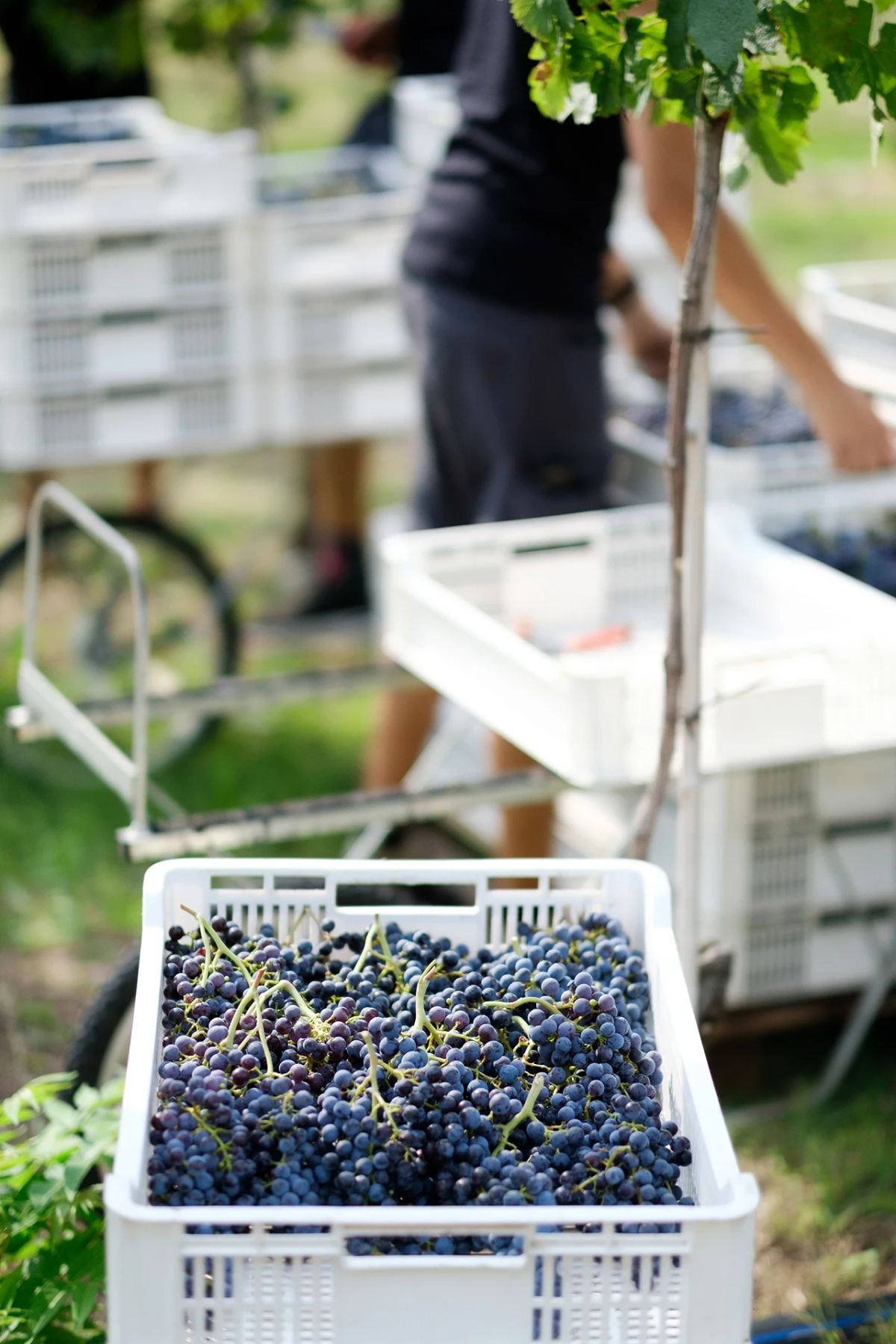 Casse d'uva dopo la vendemmia manuale presso l'Azienda Agricola I Scriani in Valpolicella