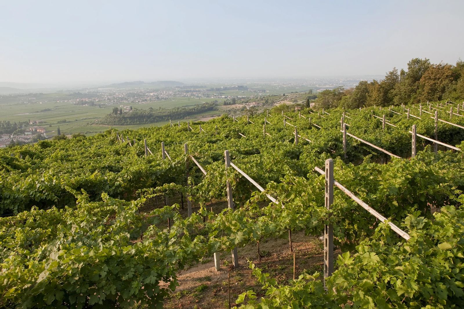 Filari di vigneto sulle colline della Valpolicella presso l'Azienda Agricola I Scriani
