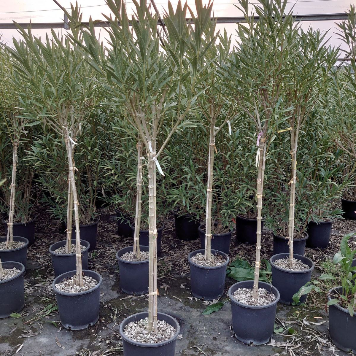 Produzione di piante al Vivaio Piante Di Vita Luca