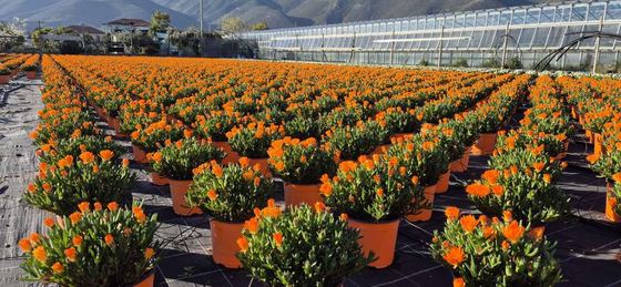 Floricoltura Damonte Pierpaolo