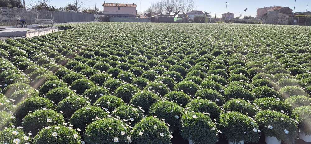 Piante da vaso della Floricoltura Damonte Pierpaolo a Ceriale
