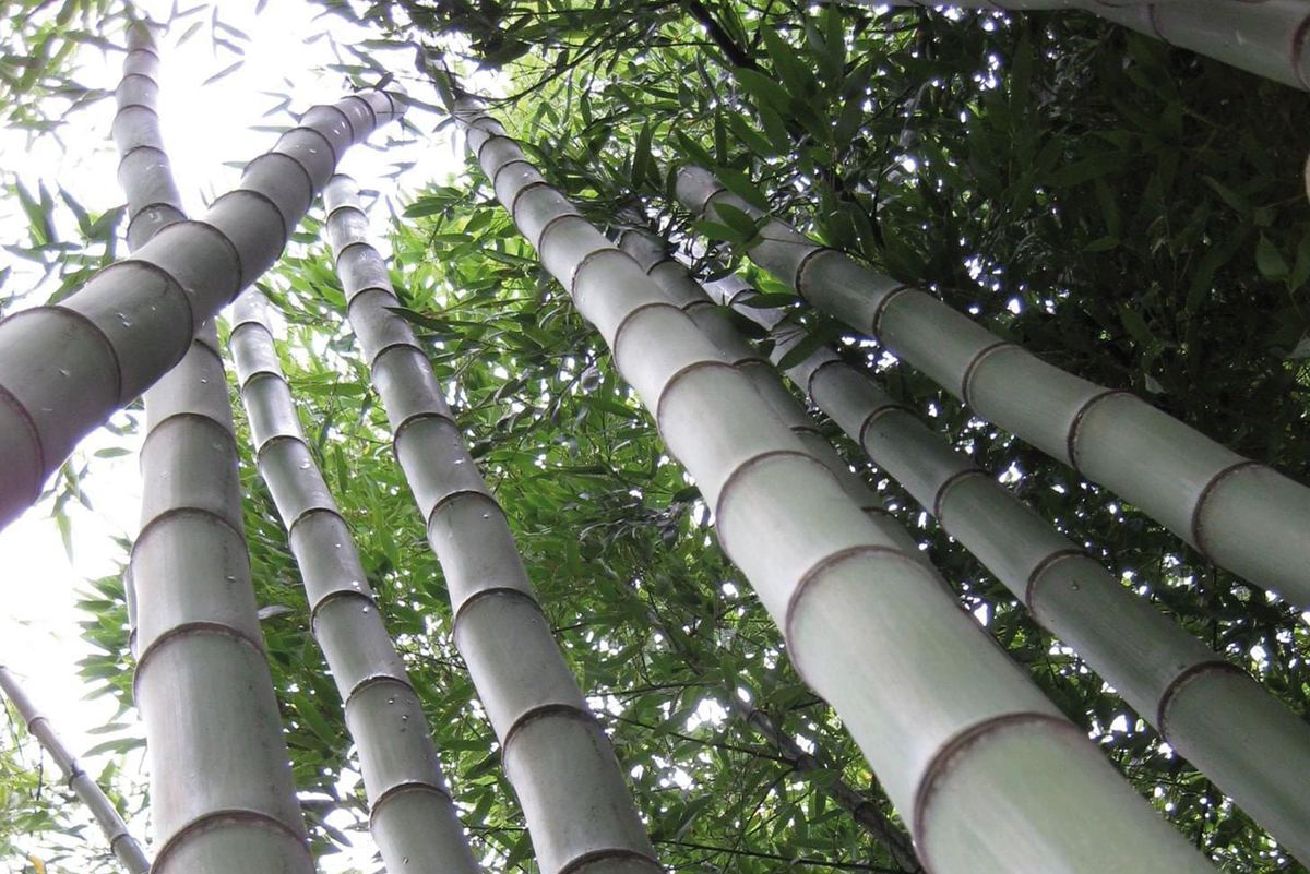 Piantagioni di bamboo gigante di GENESI PEGASO Srl