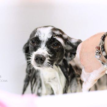 Special One Grooming Center consulenza professionale a Saronno