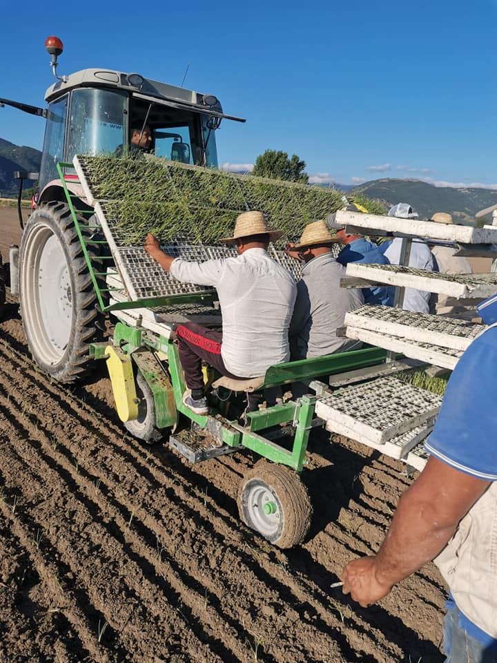 Produzione agricola dell'Azienda Agricola Raffaele Alfonso