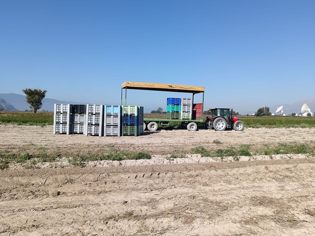 Coltivazioni di ortaggi dell'Azienda Agricola Raffaele Alfonso