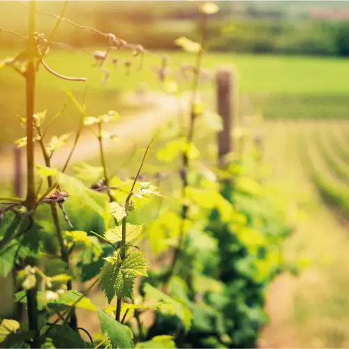Consulenza agronomica specializzata Zarpellon Agricoltura