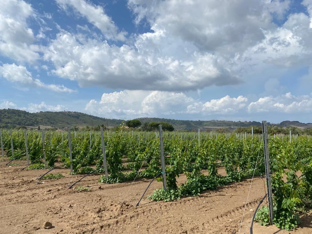 Dettaglio delle viti coltivate nei vigneti di Borgo del Baccano