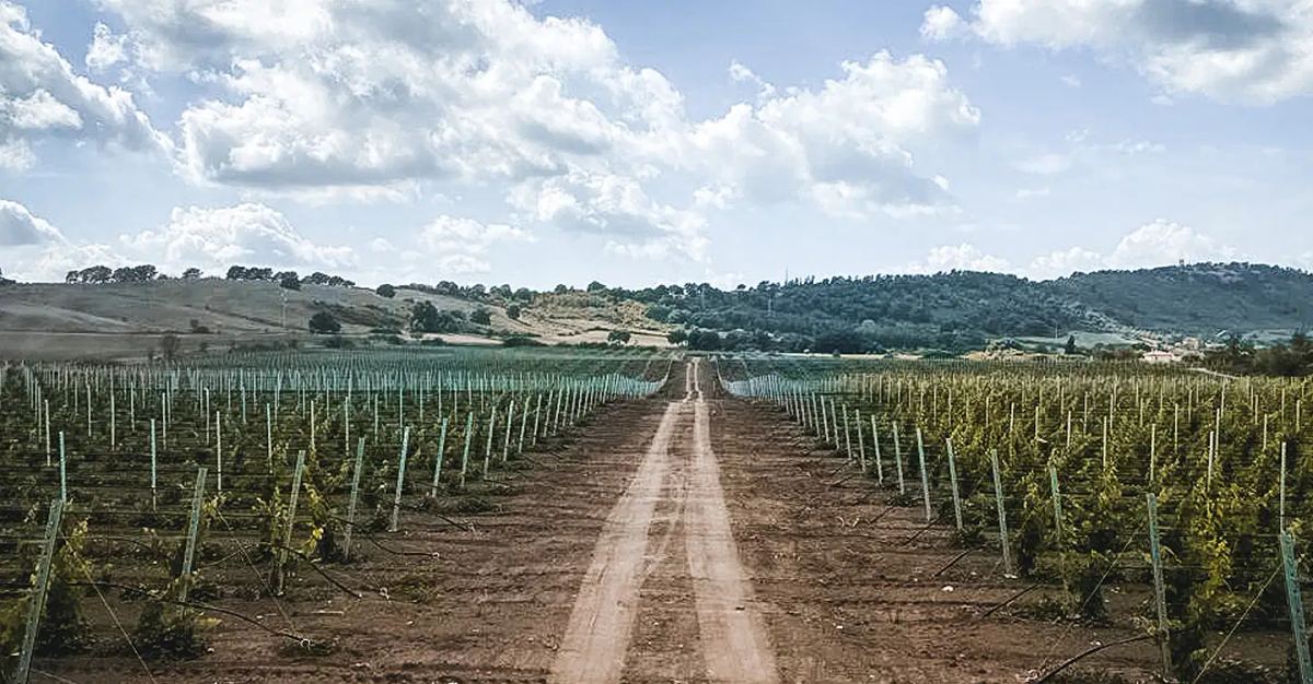 Panorama dei vigneti di Borgo del Baccano