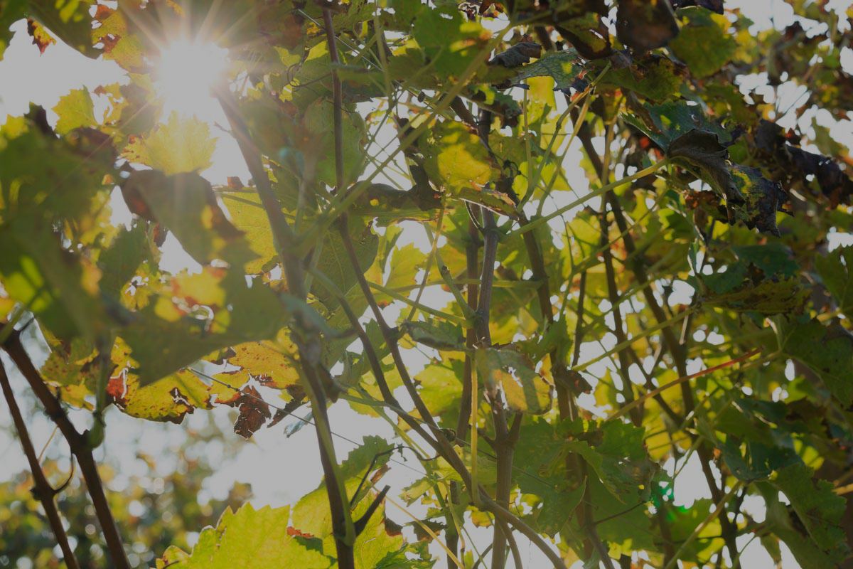 I vigneti dell'Azienda Agricola Colli Vaibò a Pozzolengo