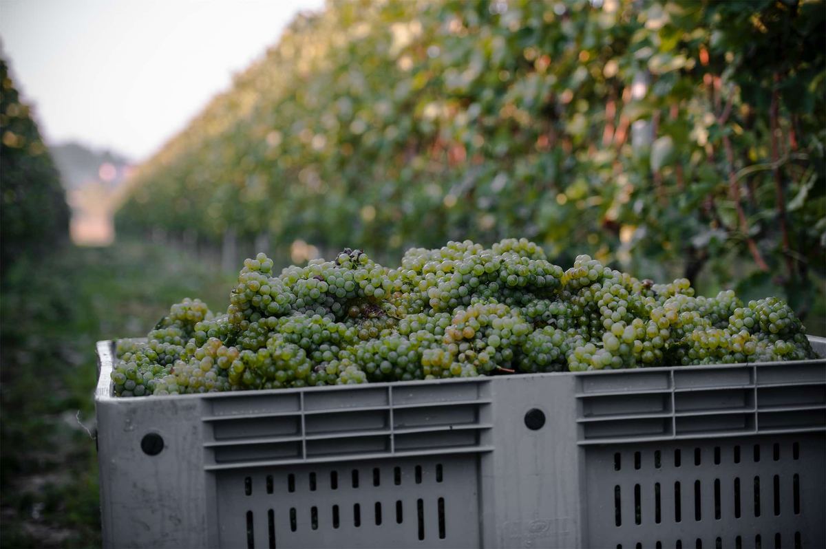 I vigneti dell'Azienda Agricola Colli Vaibò