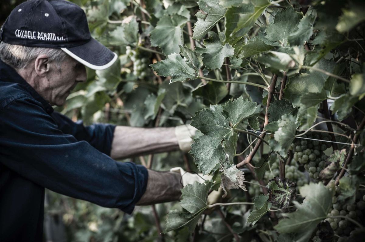 Veduta dei vigneti e della cantina Colli Vaibò