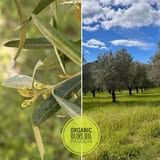 Produzione di olio extravergine di oliva biologico Olio Colosimo
