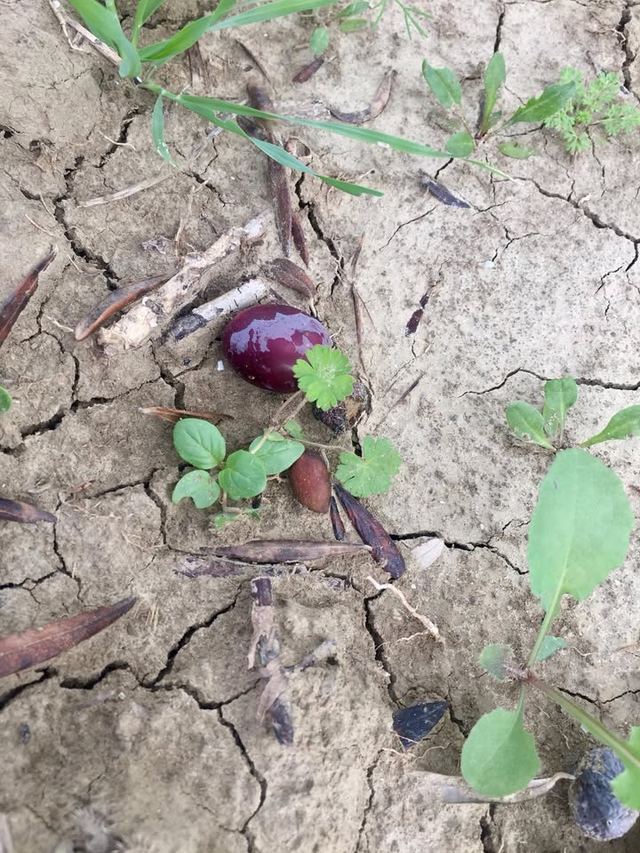 Olio Colosimo - Extravergine di Oliva Biologico