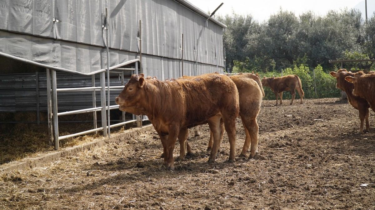 Allevamento Limousine Partinico in Contrada Badia