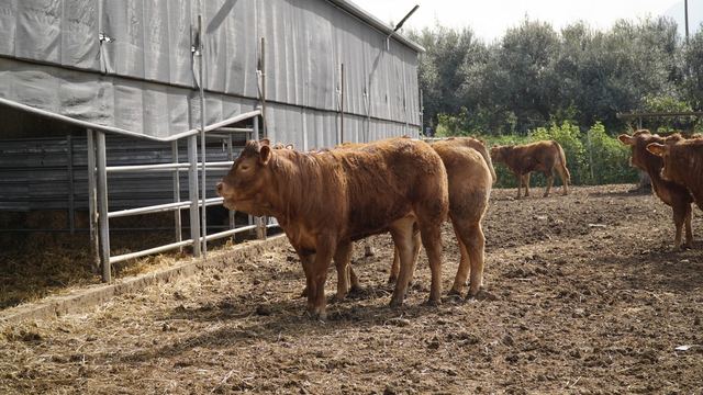 Allevamento Limousine Partinico Di Gaspare D'Arrigo
