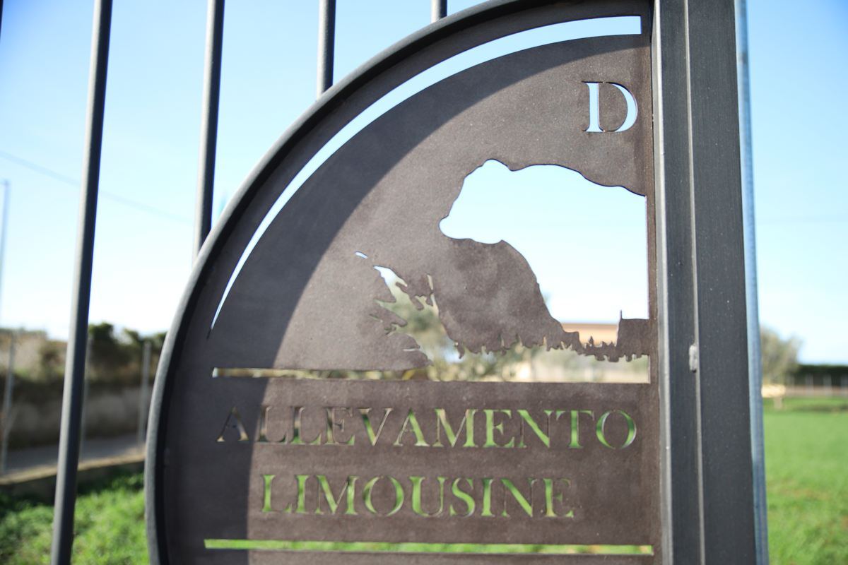 Bovini Limousine presso l'allevamento di Partinico