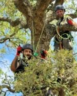 Tree climbing per potatura alberi ad alto fusto Melis Servizi
