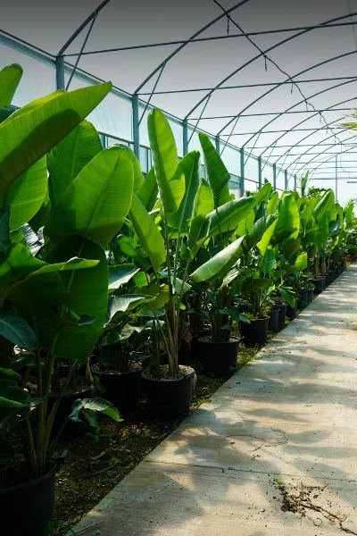 Esposizione piante ornamentali Verde Giuranna