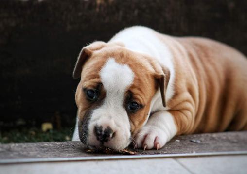 C.D. Vampire's Amstaff Selection