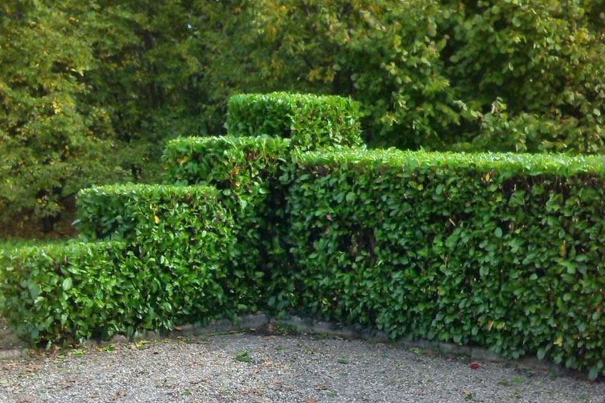 Potatura siepi e alberi di GANDOLFI GABRIELE MANUTENZIONE GIARDINI