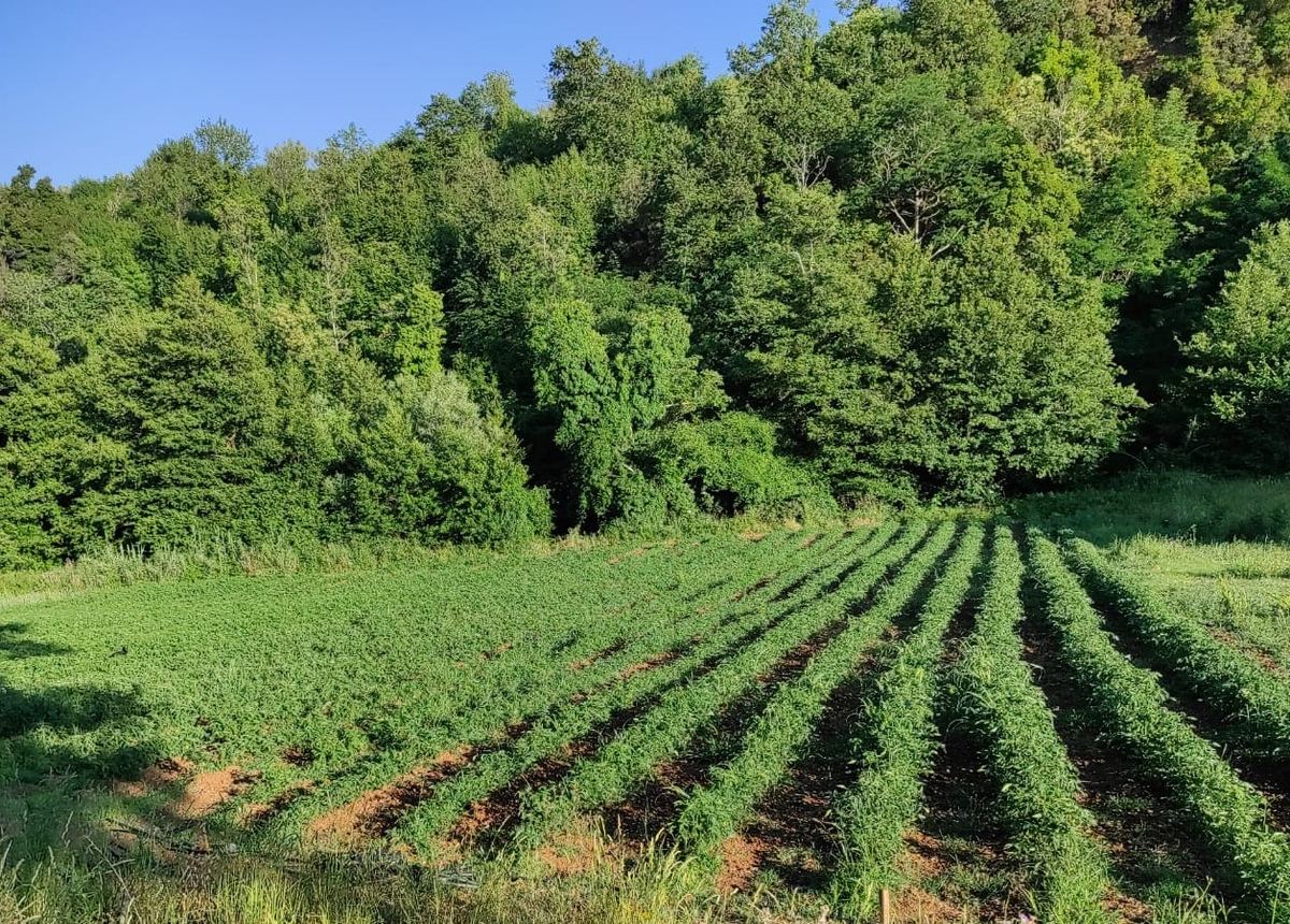 L'orto aziendale di CUORE & SAPORE in contrada Campana