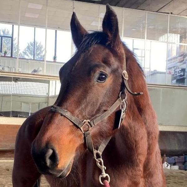 Chicco, cavallo docile per le lezioni base alla Scuderia Le Ali