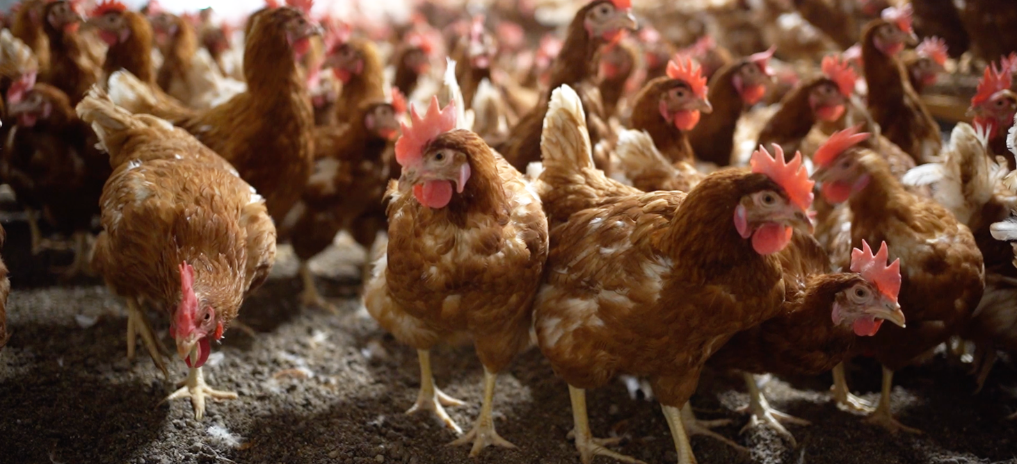 Confezioni di uova della Società Agricola Ferioli