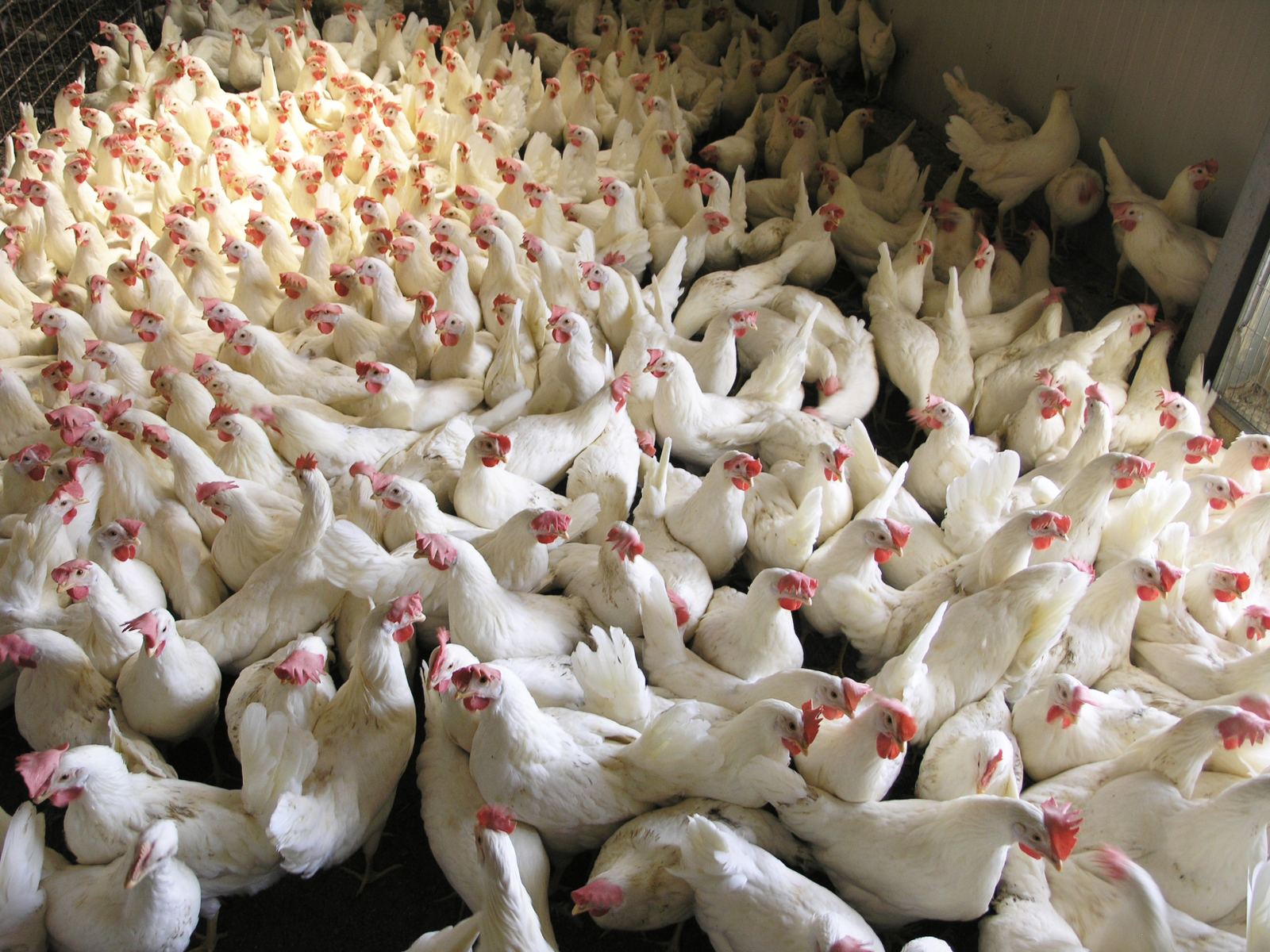 Galline allevate a terra della Società Agricola Ferioli