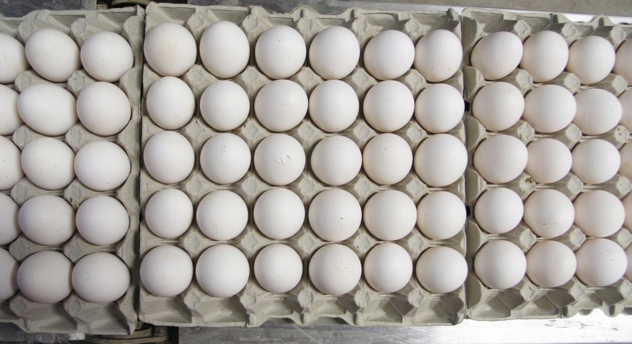 Fase di confezionamento delle uova presso Società Agricola Ferioli
