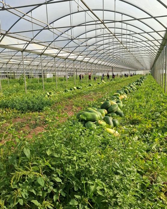 Coltivazione di cocomeri nei campi di Santonicola Fruit a Giugliano in Campania
