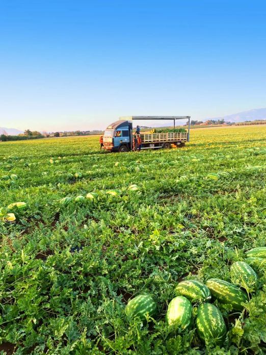 Coltivazioni ortofrutticole di Santonicola Fruit a Giugliano